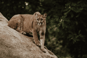 A mountain lion sits against a rock